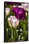 Purple Tulips in Bloom-Richard T. Nowitz-Framed Stretched Canvas