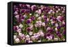 Purple Tulips in Bloom-Richard T. Nowitz-Framed Stretched Canvas