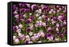 Purple Tulips in Bloom-Richard T. Nowitz-Framed Stretched Canvas