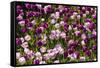 Purple Tulips in Bloom-Richard T. Nowitz-Framed Stretched Canvas