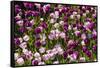 Purple Tulips in Bloom-Richard T. Nowitz-Framed Stretched Canvas