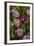 Purple Tulips in Bloom-Richard T. Nowitz-Framed Photographic Print