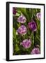 Purple Tulips in Bloom-Richard T. Nowitz-Framed Photographic Print