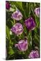 Purple Tulips in Bloom-Richard T. Nowitz-Mounted Photographic Print