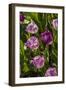 Purple Tulips in Bloom-Richard T. Nowitz-Framed Photographic Print