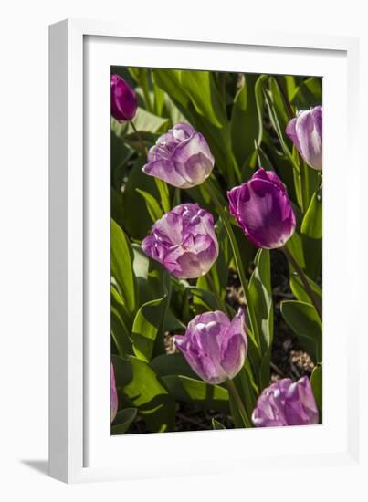 Purple Tulips in Bloom-Richard T. Nowitz-Framed Photographic Print