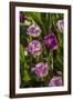 Purple Tulips in Bloom-Richard T. Nowitz-Framed Photographic Print