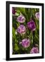 Purple Tulips in Bloom-Richard T. Nowitz-Framed Photographic Print