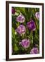 Purple Tulips in Bloom-Richard T. Nowitz-Framed Photographic Print