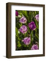 Purple Tulips in Bloom-Richard T. Nowitz-Framed Photographic Print