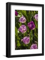 Purple Tulips in Bloom-Richard T. Nowitz-Framed Photographic Print