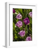 Purple Tulips in Bloom-Richard T. Nowitz-Framed Photographic Print