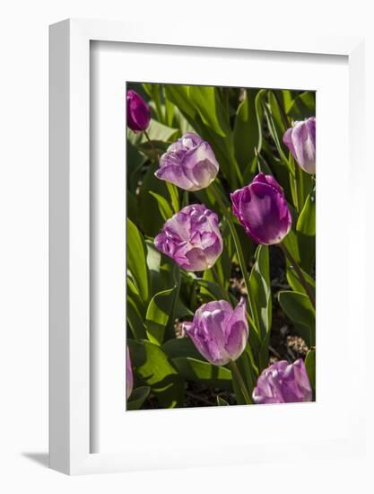 Purple Tulips in Bloom-Richard T. Nowitz-Framed Photographic Print