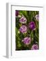 Purple Tulips in Bloom-Richard T. Nowitz-Framed Photographic Print