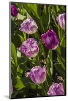 Purple Tulips in Bloom-Richard T. Nowitz-Mounted Photographic Print