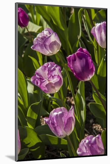 Purple Tulips in Bloom-Richard T. Nowitz-Mounted Photographic Print