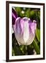 Purple Tulips in Bloom-Richard T. Nowitz-Framed Photographic Print