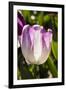 Purple Tulips in Bloom-Richard T. Nowitz-Framed Photographic Print