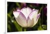 Purple Tulips in Bloom-Richard T. Nowitz-Framed Photographic Print