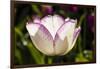 Purple Tulips in Bloom-Richard T. Nowitz-Framed Photographic Print