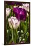 Purple Tulips in Bloom-Richard T. Nowitz-Framed Photographic Print