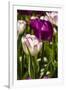 Purple Tulips in Bloom-Richard T. Nowitz-Framed Photographic Print