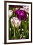 Purple Tulips in Bloom-Richard T. Nowitz-Framed Photographic Print