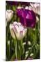 Purple Tulips in Bloom-Richard T. Nowitz-Mounted Photographic Print