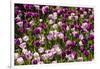 Purple Tulips in Bloom-Richard T. Nowitz-Framed Photographic Print