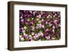 Purple Tulips in Bloom-Richard T. Nowitz-Framed Photographic Print