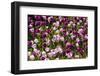 Purple Tulips in Bloom-Richard T. Nowitz-Framed Photographic Print