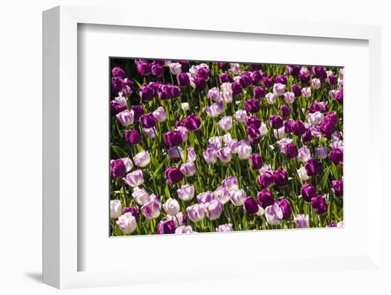 Purple Tulips in Bloom-Richard T. Nowitz-Framed Photographic Print