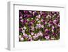 Purple Tulips in Bloom-Richard T. Nowitz-Framed Photographic Print