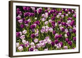 Purple Tulips in Bloom-Richard T. Nowitz-Framed Photographic Print