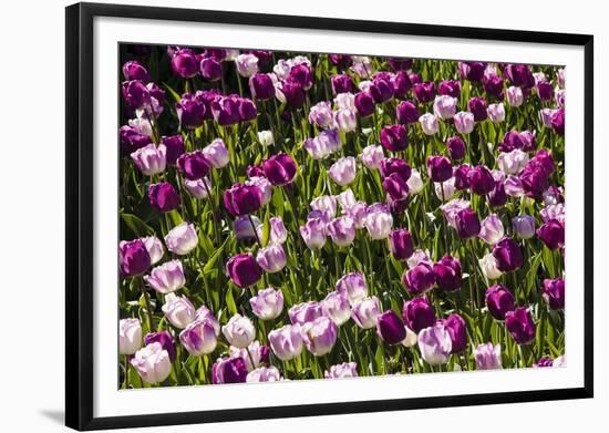 Purple Tulips in Bloom-Richard T. Nowitz-Framed Photographic Print