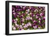 Purple Tulips in Bloom-Richard T. Nowitz-Framed Photographic Print