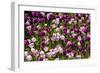 Purple Tulips in Bloom-Richard T. Nowitz-Framed Photographic Print