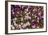 Purple Tulips in Bloom-Richard T. Nowitz-Framed Photographic Print