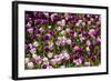 Purple Tulips in Bloom-Richard T. Nowitz-Framed Photographic Print