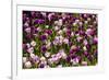Purple Tulips in Bloom-Richard T. Nowitz-Framed Photographic Print