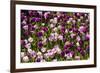 Purple Tulips in Bloom-Richard T. Nowitz-Framed Photographic Print