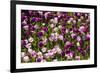 Purple Tulips in Bloom-Richard T. Nowitz-Framed Photographic Print