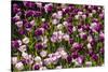 Purple Tulips in Bloom-Richard T. Nowitz-Stretched Canvas