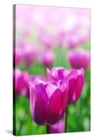 Purple Tulips in Soft Focus in Spring Garden 'Keukenhof', Holland-dzain-Stretched Canvas