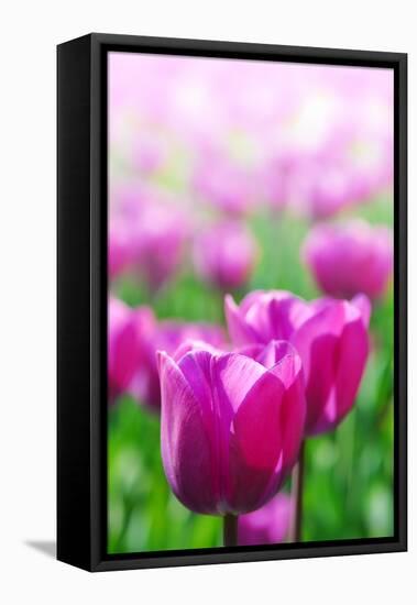 Purple Tulips in Soft Focus in Spring Garden 'Keukenhof', Holland-dzain-Framed Stretched Canvas