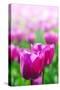 Purple Tulips in Soft Focus in Spring Garden 'Keukenhof', Holland-dzain-Stretched Canvas