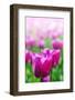 Purple Tulips in Soft Focus in Spring Garden 'Keukenhof', Holland-dzain-Framed Photographic Print