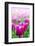 Purple Tulips in Soft Focus in Spring Garden 'Keukenhof', Holland-dzain-Framed Photographic Print