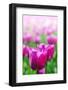 Purple Tulips in Soft Focus in Spring Garden 'Keukenhof', Holland-dzain-Framed Photographic Print