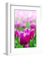 Purple Tulips in Soft Focus in Spring Garden 'Keukenhof', Holland-dzain-Framed Photographic Print